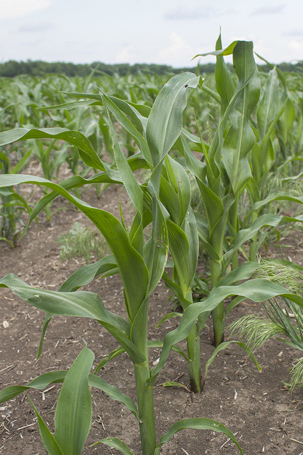 Early Corn